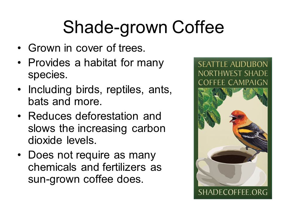 Shade-Grown vs Sun-Grown Coffee: Why It Matters